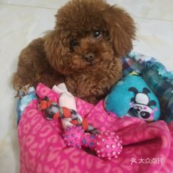 天津北辰區(qū)寵物食品用品團(tuán)購(gòu)指南 價(jià)格、地址、營(yíng)業(yè)時(shí)間全解析